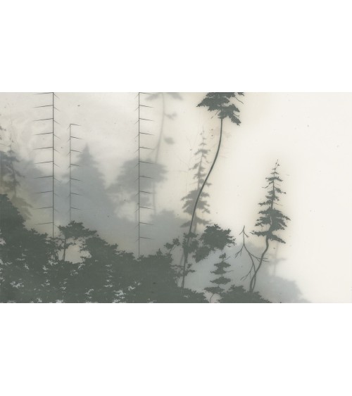 Mystical Forest: Foggy Forest Wallpaper with Tall Spruces