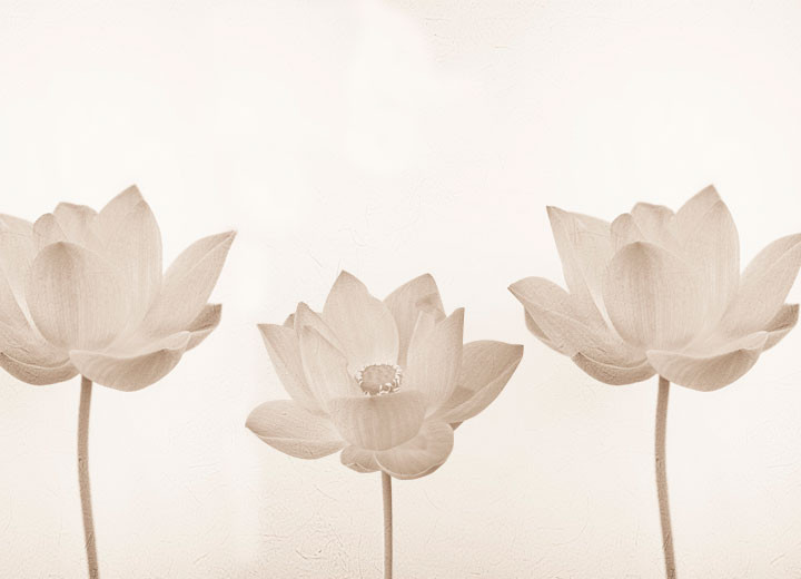 Tenderness lotus